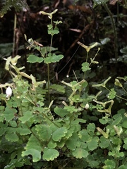 Dichocarpum adiantifolium