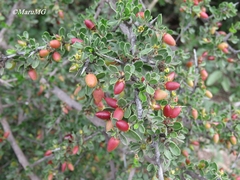 Condalia mexicana