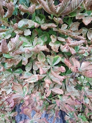 Aesculus hippocastanum