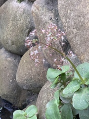 Crassula multicava multicava