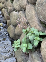 Crassula multicava multicava