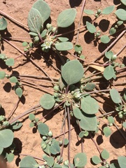 Drymaria pachyphylla