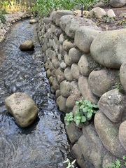 Crassula multicava multicava