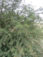 Condalia mexicana