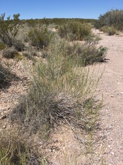 Carlowrightia linearifolia