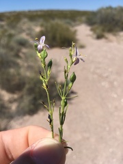 Carlowrightia linearifolia