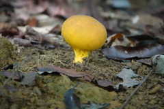 Scleroderma sinnamariense