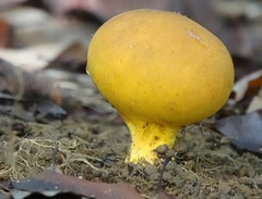 Scleroderma sinnamariense