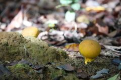 Scleroderma sinnamariense