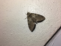 Lepidoptera