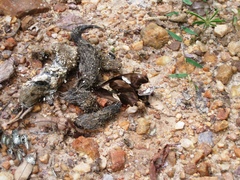 Papilio hesperus hesperus