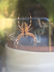 Araneus diadematus