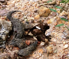 Papilio hesperus hesperus