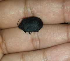 Discocephalinae