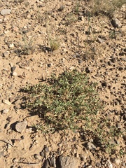 Acleisanthes diffusa