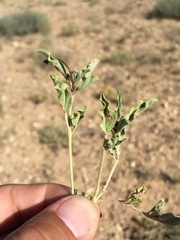 Acleisanthes diffusa