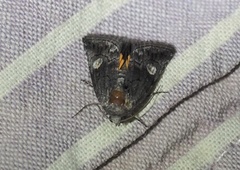Copanarta aurea