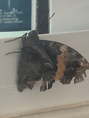 Lepidoptera