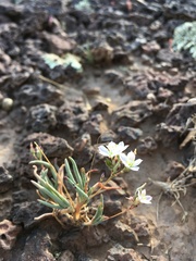 Phemeranthus confertiflorus