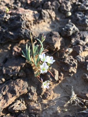 Phemeranthus confertiflorus