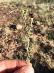 Picradeniopsis multiflora