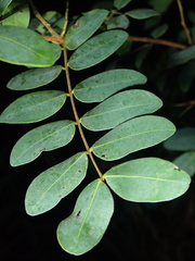 Copaifera