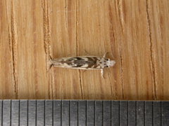 Erechthias mystacinella