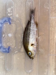 Parapristipoma trilineatum