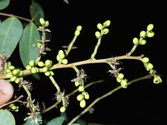 Copaifera