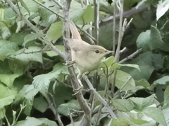 Acrocephalus scirpaceus