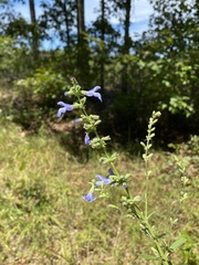 Salvia azurea azurea