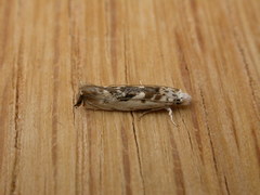 Erechthias mystacinella