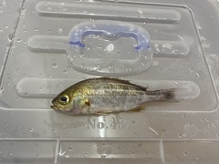 Parapristipoma trilineatum