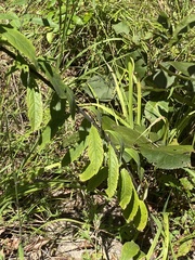 Salvia azurea azurea