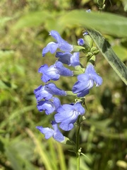 Salvia azurea azurea