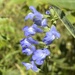 Salvia azurea azurea - Photo Δεν διατηρούνται δικαιώματα, uploaded by John Kees