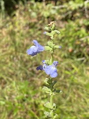 Salvia azurea azurea