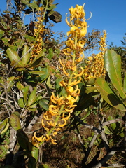 Vochysia rufa