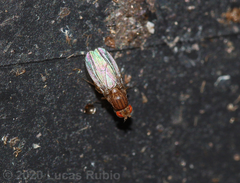 Drosophila busckii