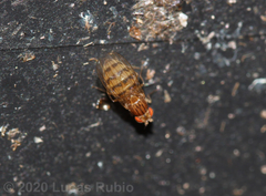 Drosophila busckii