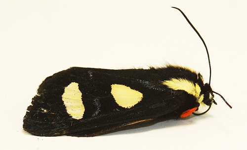 Eight-spotted Forester Moth