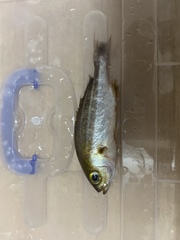 Parapristipoma trilineatum