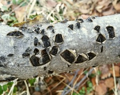 Biscogniauxia repanda