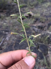 Brickellia brachyphylla
