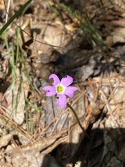 Oxalis violacea