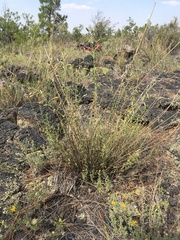 Brickellia brachyphylla