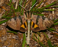 Eumorpha capronnieri