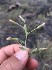 Brickellia brachyphylla