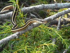 Thamnophis saurita septentrionalis