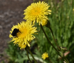 Microseris laciniata